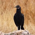 Black Vulture